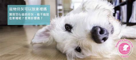 狗 風水|居家風水｜寵物骨灰想要放家裡？ 風水師這樣